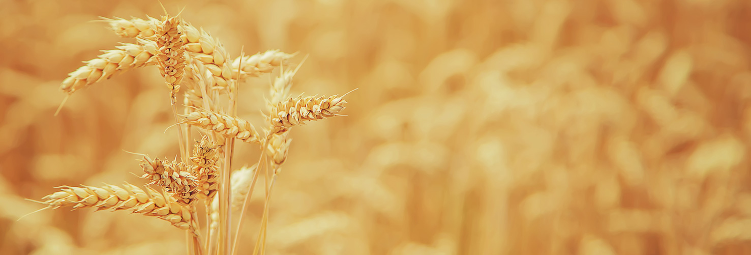 Wheat field on a sunny day. Selective focus.